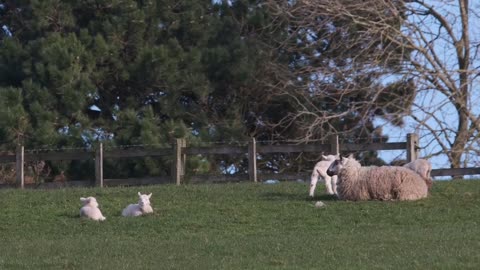 sheep in the pasture