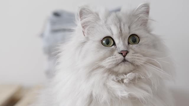 cute and adorable white cat