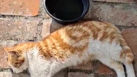 Cheese gumbie cat is napping on the ground