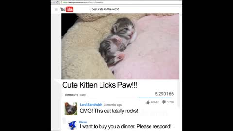 Intruging Cat Videos to make you week --3