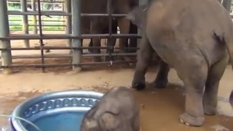 Baby elephant bath time