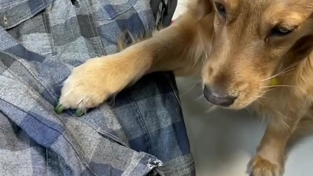 Smart Dog playing game with his owner.