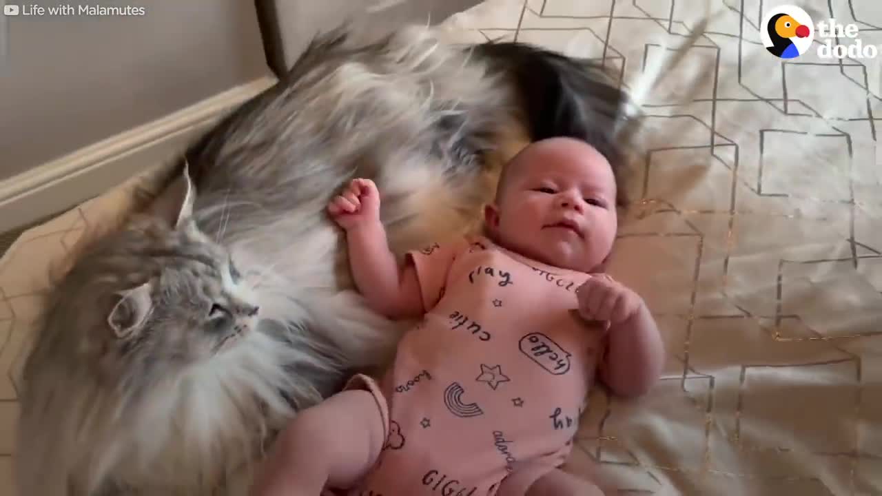 6 Stages Of A Cat Falling In Love With His Baby Sister | The Dodo