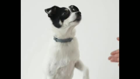 The most funny dog funny moment😚😚😚😙😙😗🐕🐕🐕🐕🐕🐕