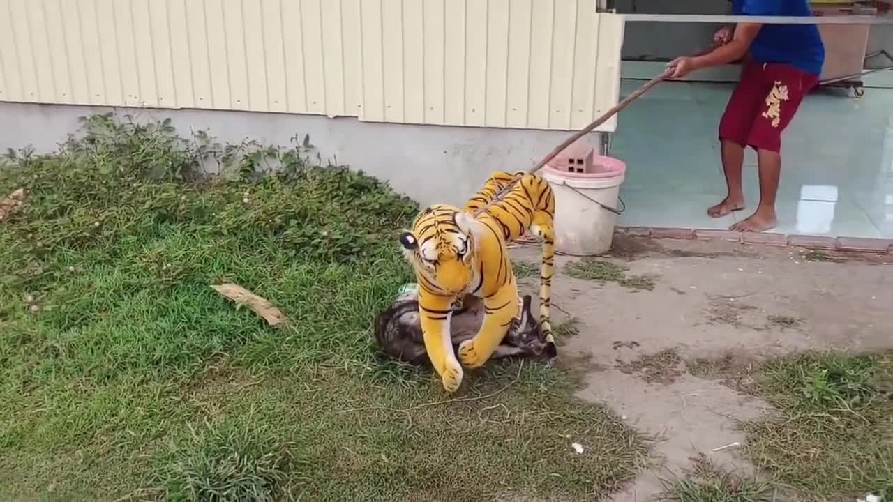 Fake Tiger Prank Gone Wrong! Laugh Out Loud