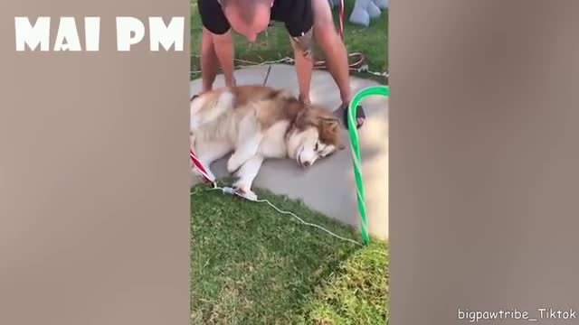 Funniest Confused Dogs Compilation 2021