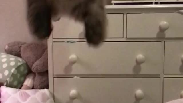 Super cat jump in slow motion