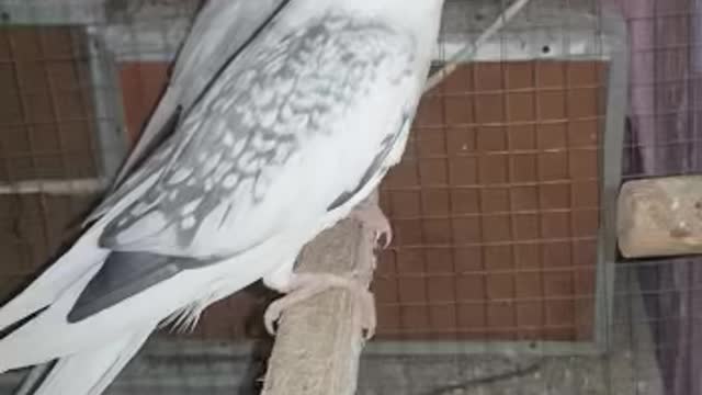 Cute aggressive birds