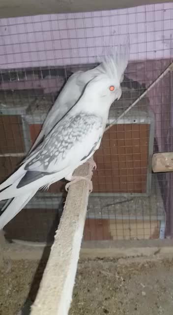 Cute aggressive birds