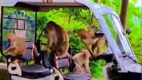 15 अगस्त मौहल short video trending shorts monkey funny