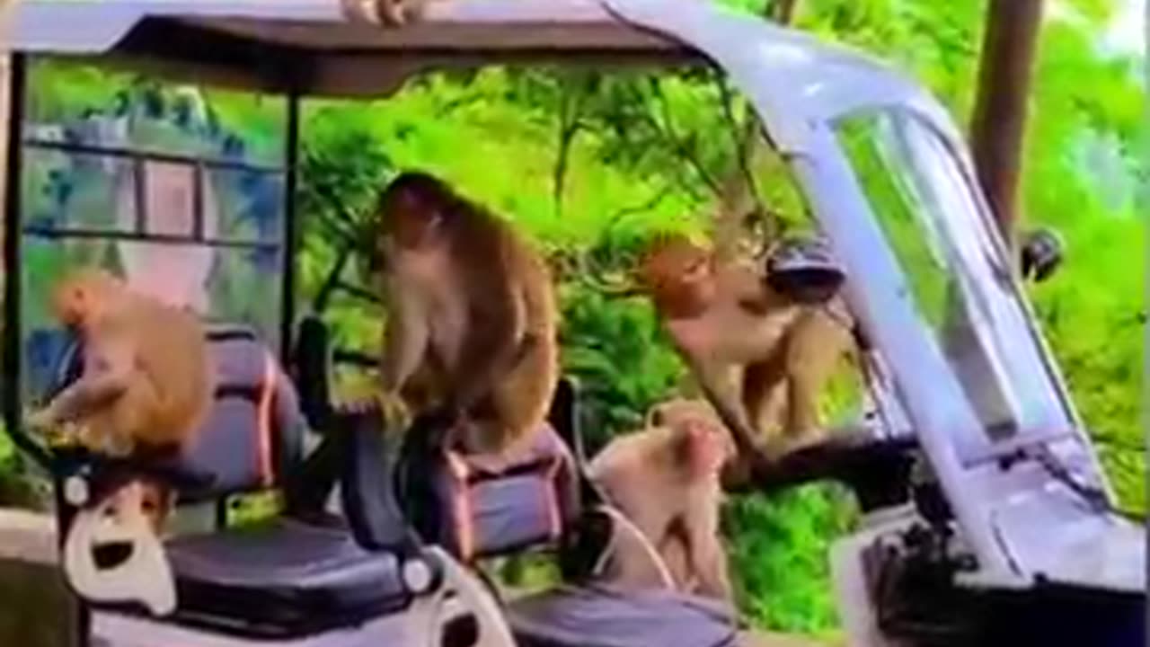 15 अगस्त मौहल short video trending shorts monkey funny