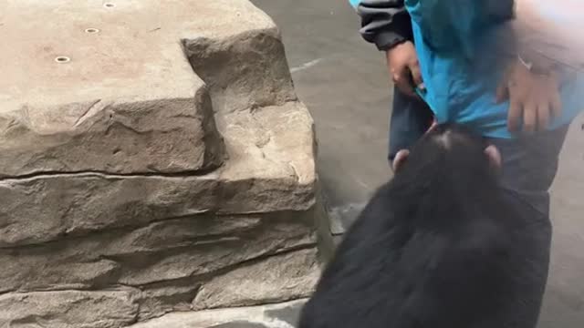orangutans