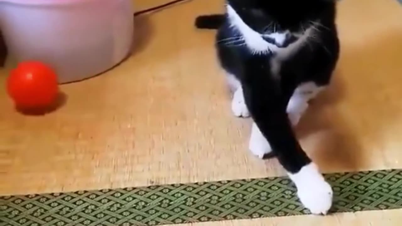 cat video funny
