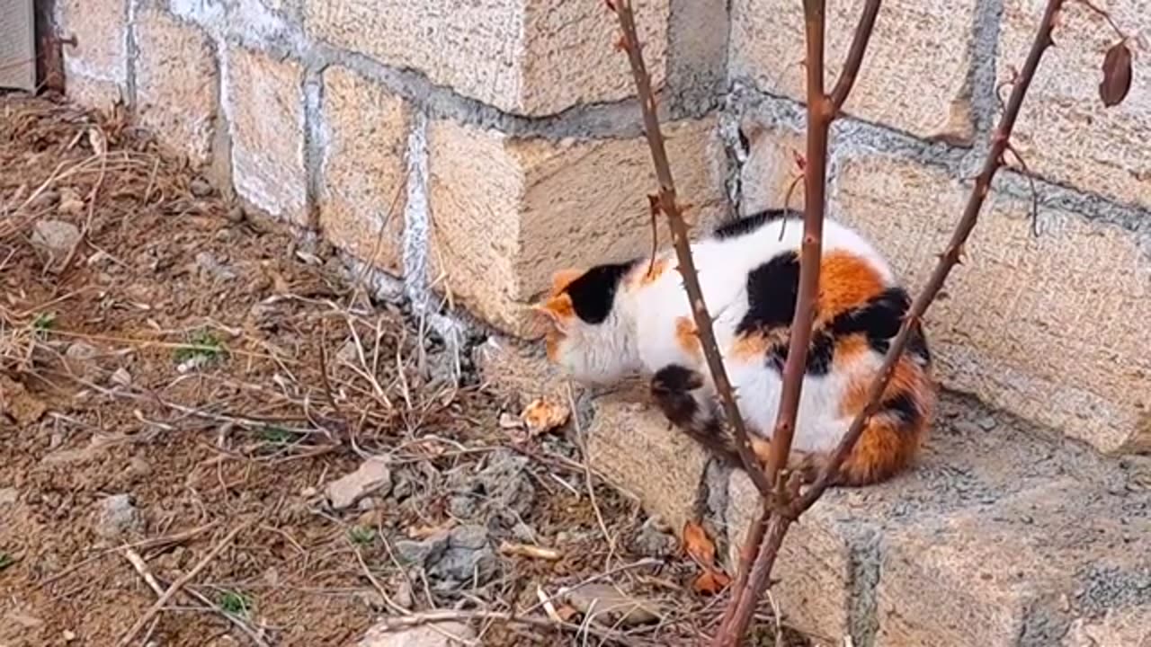 This pregnant cat is so cute