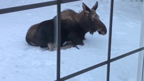 Moose Chills Outside Woman's Home