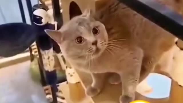 😱 It' a To Lauga When Watching This Video of The FUNNIEST CATS On Earth 😱