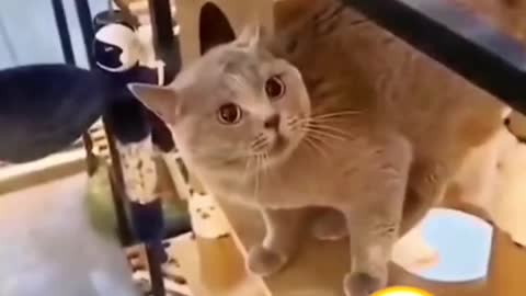 😱 It' a To Lauga When Watching This Video of The FUNNIEST CATS On Earth 😱