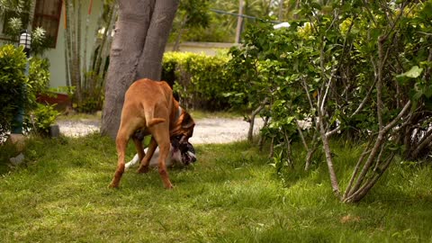 Two dogs playing with each other