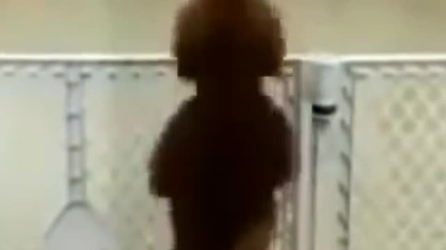 cute and funny dog dancing||