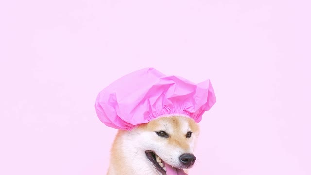 Dog with shower cap