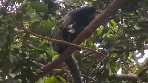 small monkey from the Atlantic forest Brazil