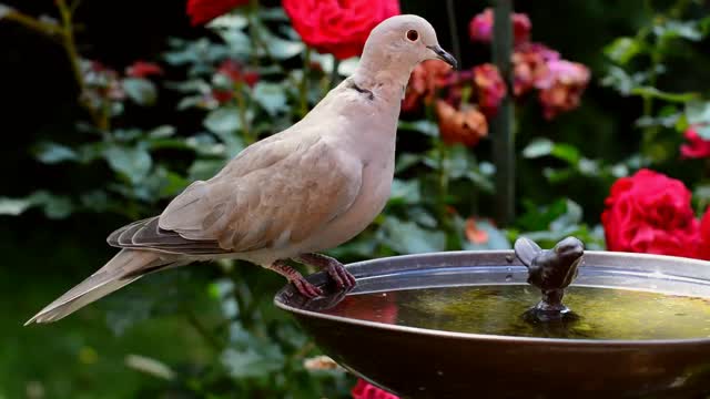 Dove drinking water