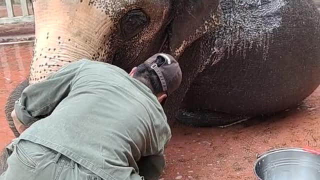 The elephant comfortably enjoys the breeder bathing it