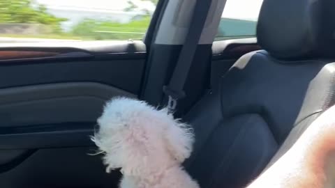Wingman Theo