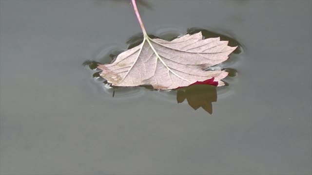 Leaf Floating On Water