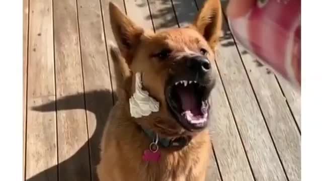 Best Funny Animal Videos 2022 😺 Funny Dog Videos 2022 😁 Funniest Dog Videos 😁😇