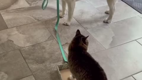 You Will Be My Servant Dog, Funny Cat