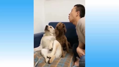 dog and man funny video