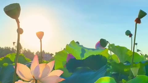 The beautiful lotus and sky