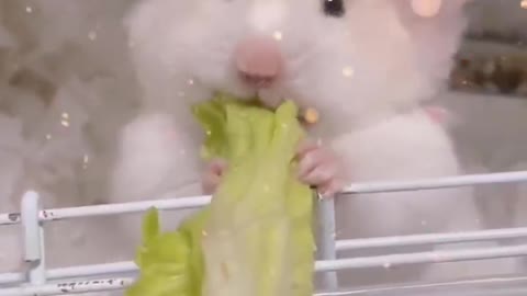 Hamsters are also a snack food