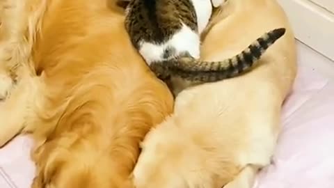 Lovely cat sleep with dogs