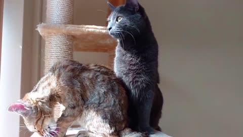 Cute cat and kitten licking and cleaning each other