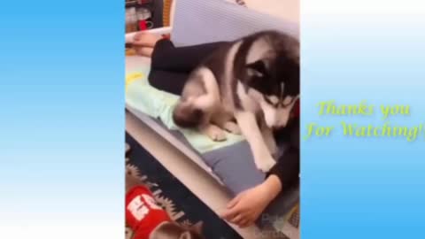 Cute funny cats, sweet cats