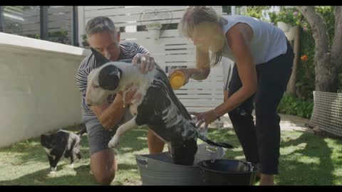 Couple washing dog in their garden