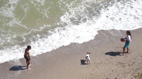 Dog playing on beach