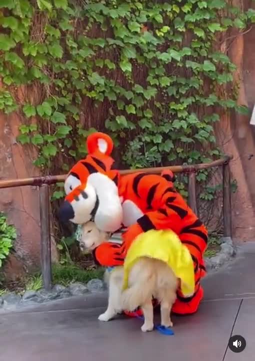 The leopard appears at the party