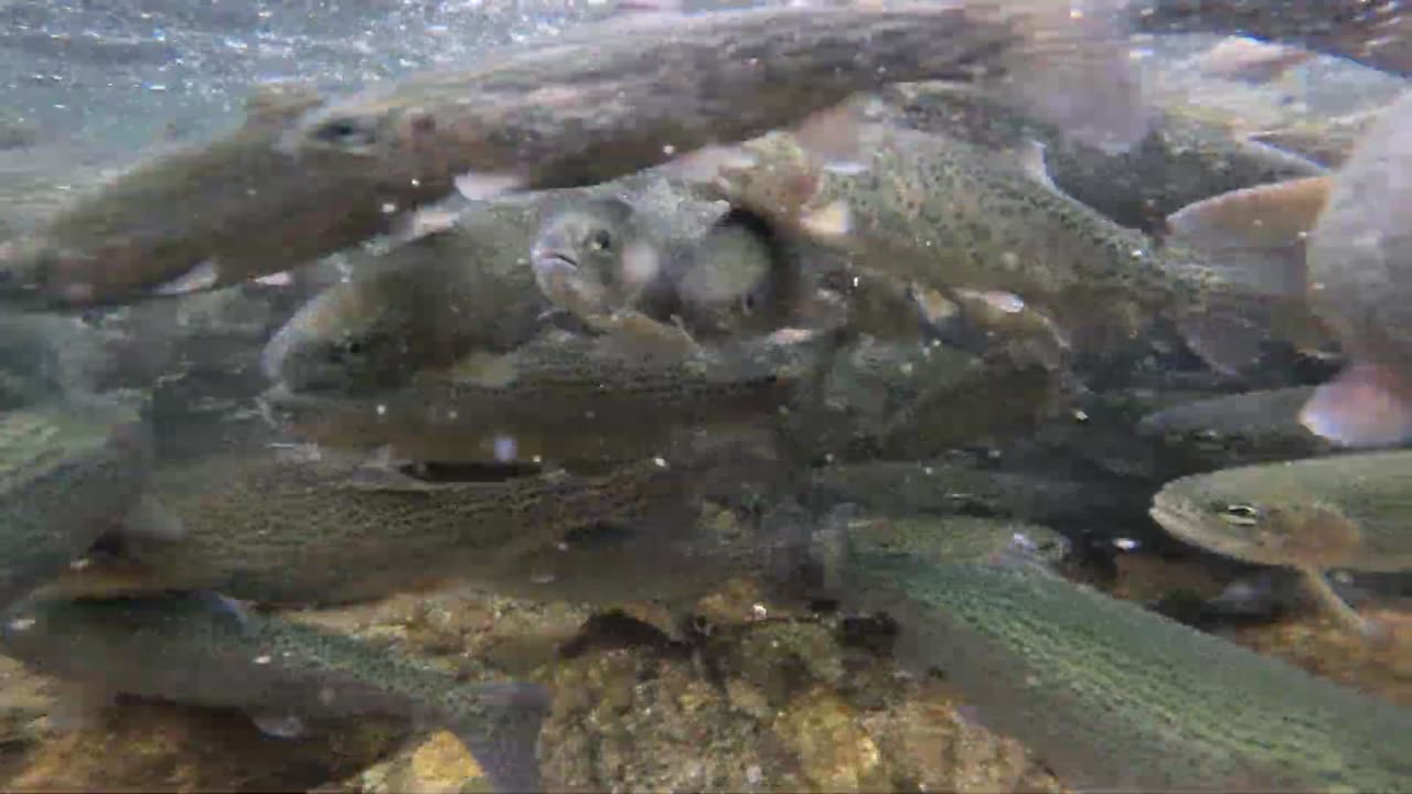 Fish Feeding Frenzy