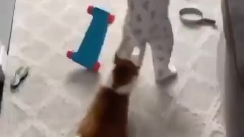 Funny cat videos