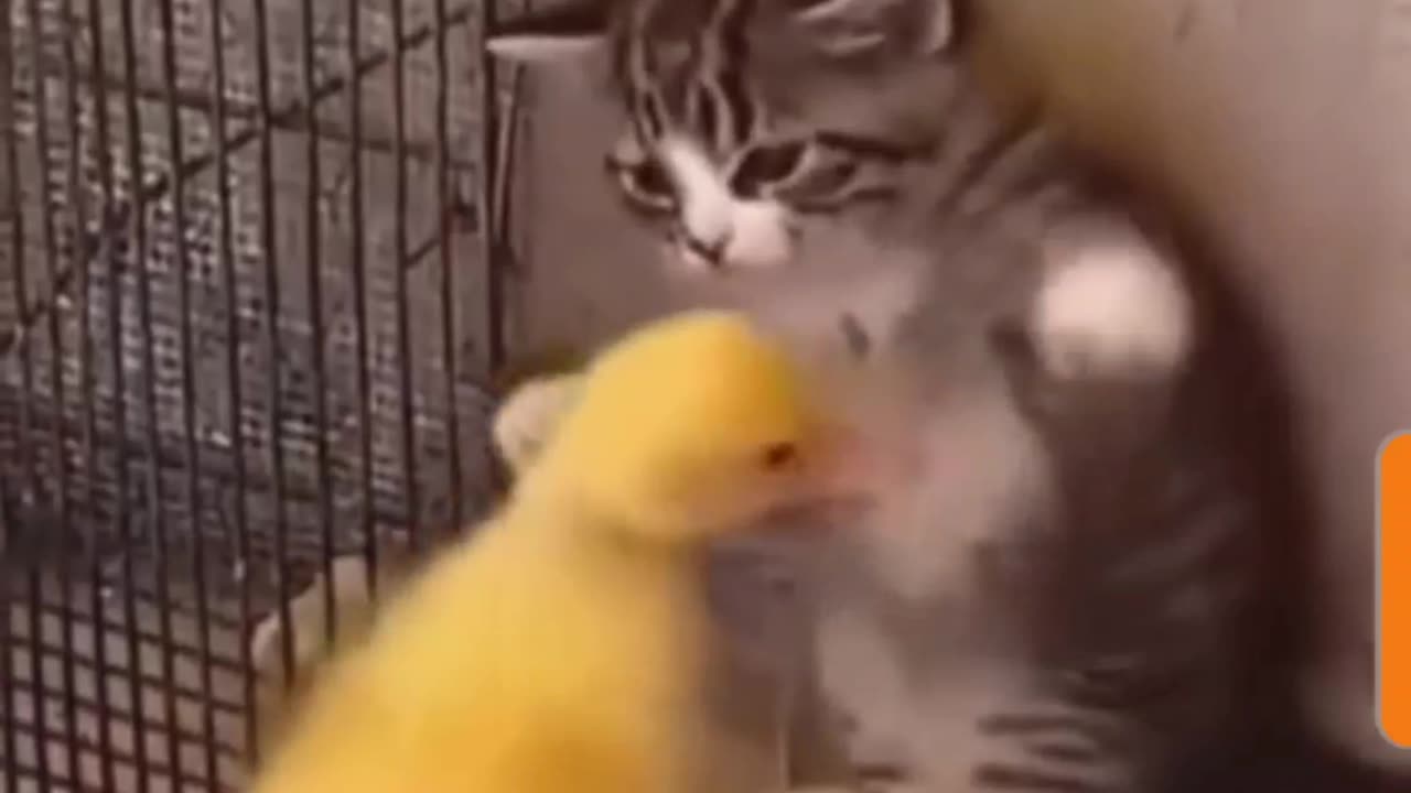 Funny fight Between Kitten & Baby Duck