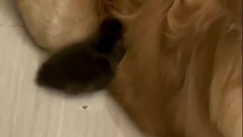 Duckling to help dogs pick up teeth