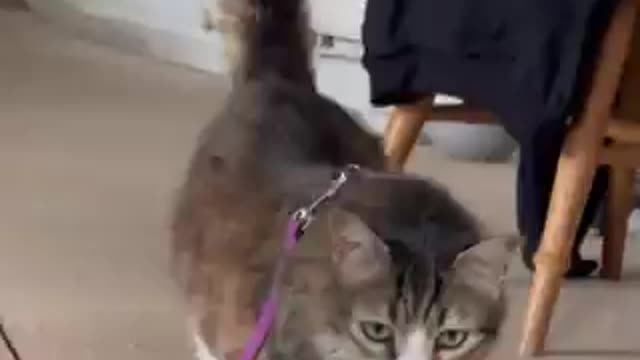 Lovely Kitten Video