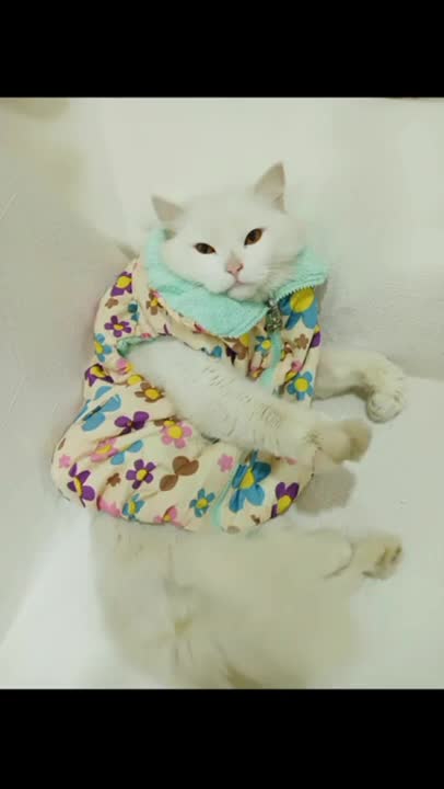#cute cat#shorts