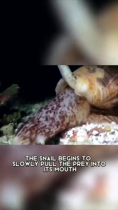 Cone Snail 🐚 One Of The Most Dangerous Ocean Creatures #shorts