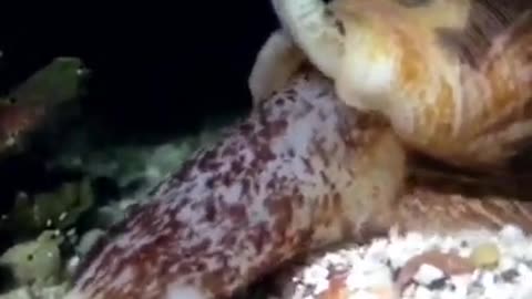 Cone Snail 🐚 One Of The Most Dangerous Ocean Creatures #shorts