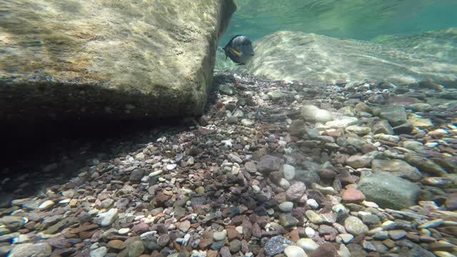 Fish swim in the Red Sea, colorful fish, Eilat Israel 4