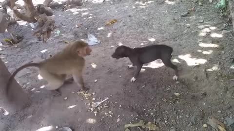 Monkey v/s dog